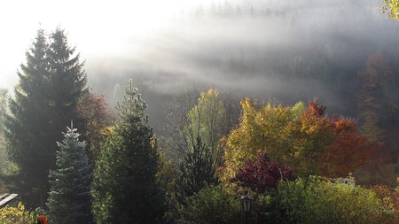 Elbenwald - season, morning, autumn, sun, elbenwald, lothlorian, mist, fall, forest, fog, color, firefox persona, germany