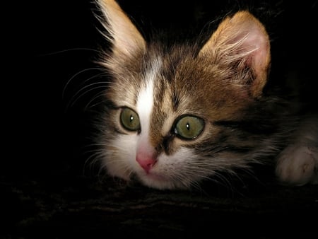 Ize Hidin - nose, cat, beautiful, eyes, cute, kitten