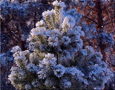 Prettiest Tree in the Forest - trees, christmas tree, spruce, snow, forest