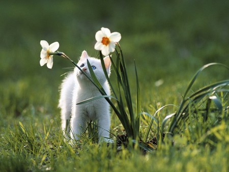 Cat in garden - kitten, feline, grass, garde, flower, sweet, cat