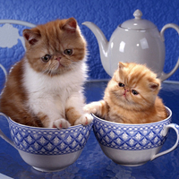 Kittens in cups