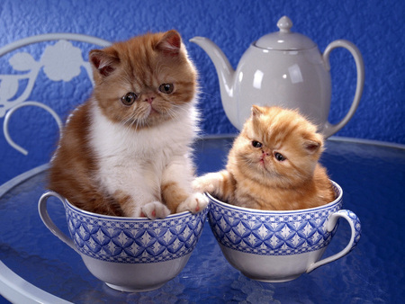 Kittens in cups - sweet, cup, feline, kitten, blue, cat