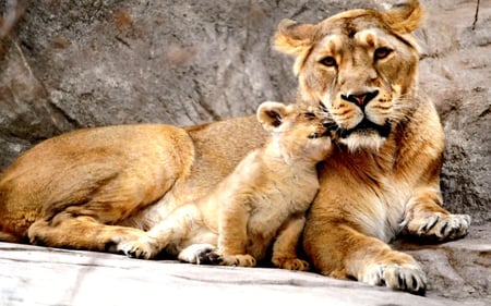 LIONESS and CUB - cub, wildcats, animals, rocks, lion cub, the lioness, hdr, lioness, bonding