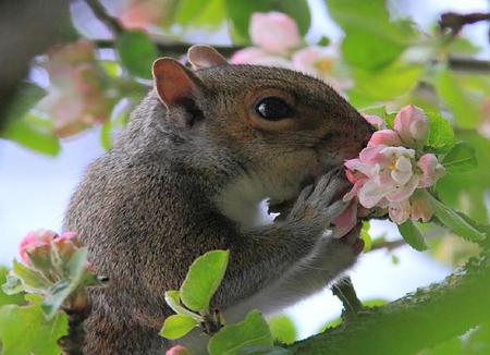 Smell the Blossom - squirrel, grey, apple blossom, branch, tree, cute