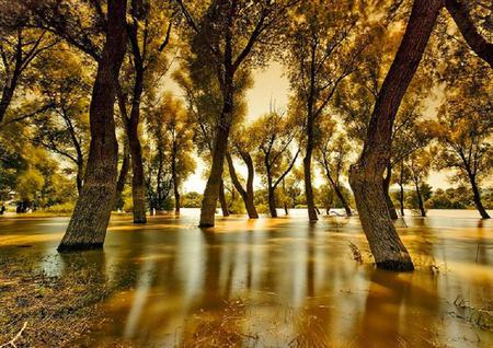 Lots to Drink - lake, glade, trees, reflection, water, leaves, golden