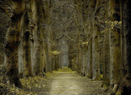 Woodland Walk - large, trees, autumn, road, forest, tall, leaves