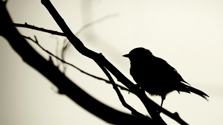 Bird on a Wire - i, l, n, r, o