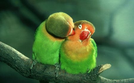 love birds - pretty, birds, tropical, love