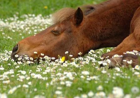 Siesta Time - daisies, flowers, brown, field, sleeping, horse