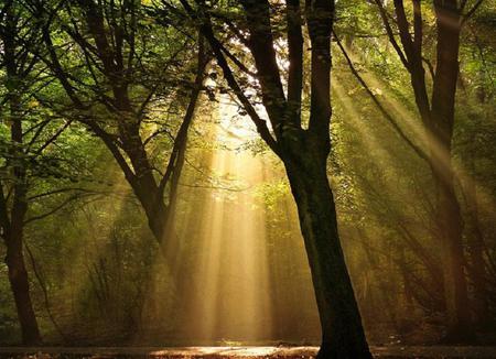 Let the Sun Shine In - warmth, sunlight, trees, rays, summer, woodland, forest, leaves