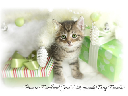 Holiday kitten - hat, christmas, santa, holiday, kitten, feline, cat