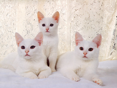 White cat trio - white, cat, feline, sweet, kitten