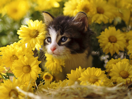 Kitten yellow forever