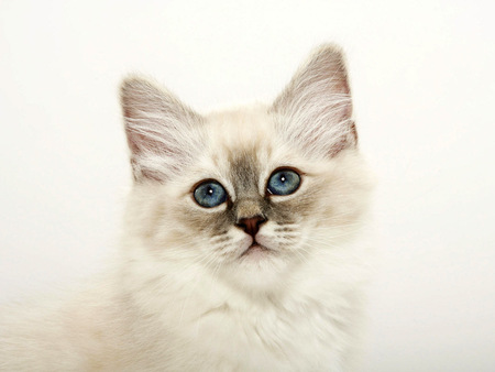 Blue eyes cat - sweet, cat, feline, kitten