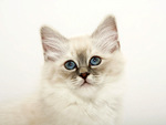 Blue eyes cat