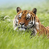 Siberian Tiger
