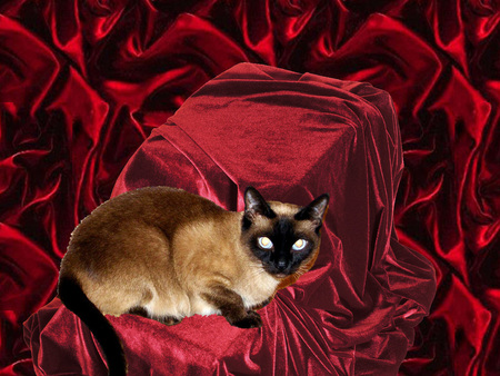 Kitten among red silk - sweet, cat, feline, kitten