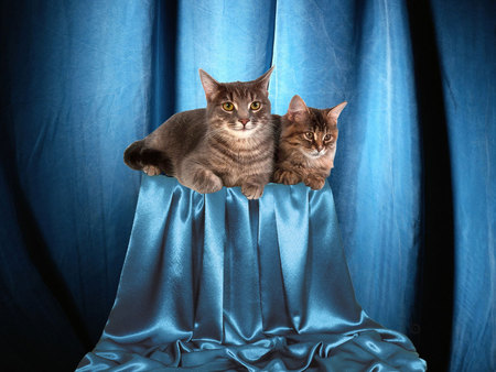 Cats on blue pedestal - kitten, blue, feline, sweet, pedestal, cat