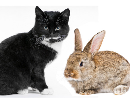 Sweet pets - rabbit, kitten, feline, friends, bunny, sweet, cat, calico