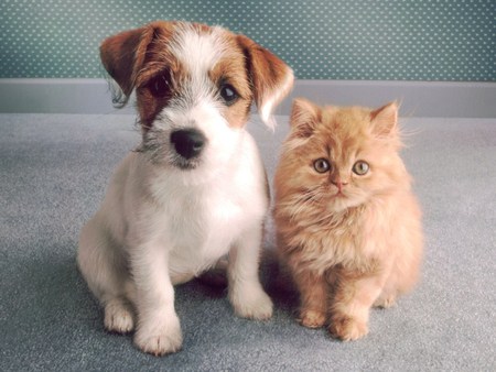 Adorable pets - kitten, feline, dog, puppy, sweet, cat