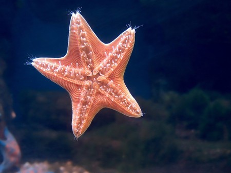 Water everywhere - starfish, undersea, animal, fish