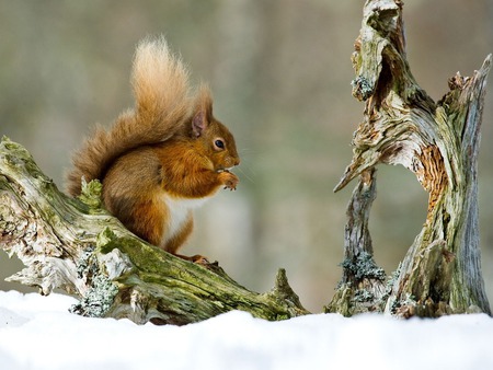 Squirrel - red, forest, animal, squirrel, winter, cute, eat, nature