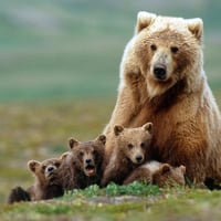 Bear family\'s portrait