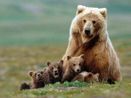 Bear family's portrait - bear, cubs, grizzly, bears, family, wildlife