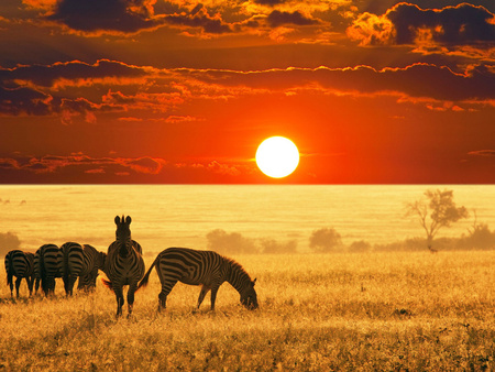 Zebra sunset - sky, animal, prairie, zebra, africa, sunset, sun