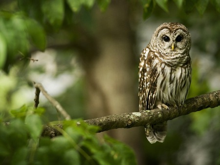 Owl on branch tree - owl, bird, branch, forest, tree