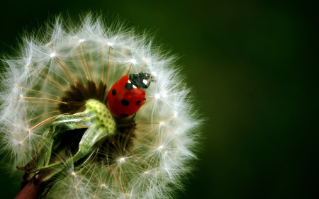 Ladybug on a dandelion - macro - flowers, seeds, nature, ladybug, macro, lady bug, dandelion