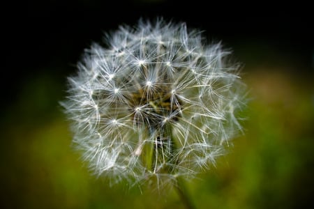 dandelion - macro - flowers, seeds, nature, macro, dandelion