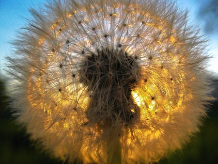 dandelion - macro - dandelion, flowers, macro, nature, seeds