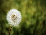 dandelion - macro