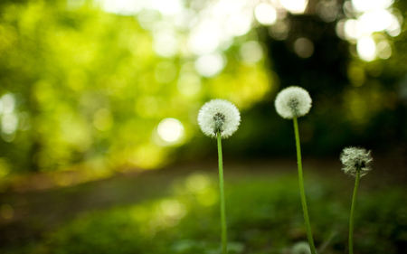 dandelion - macro - nature, macro, dandelion, seeds, flowers