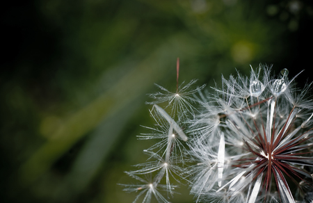 dandelion - macro - nature, macro, dandelion, seeds, flowers