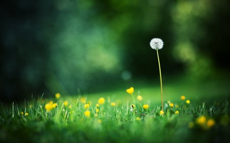 dandelion - macro - nature, macro, dandelion, seeds, flowers