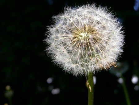 dandelion - macro - flowers, seeds, nature, macro, dandelion