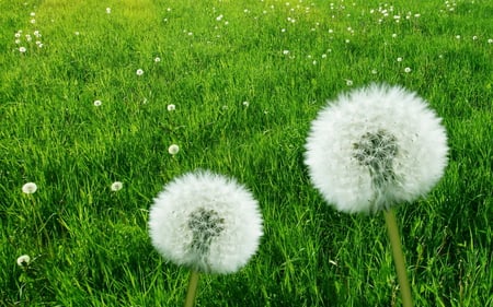 dandelion - macro - flowers, seeds, nature, macro, dandelion