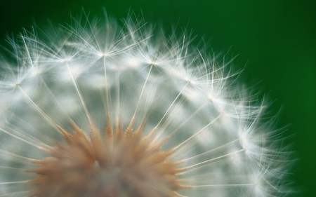 dandelion - macro - nature, macro, dandelion, seeds, flowers