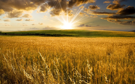 wheat field - grassland, wheat, field, gold, wheat field