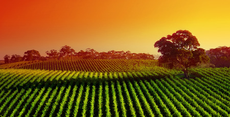 field - nature, tree, field, grassland