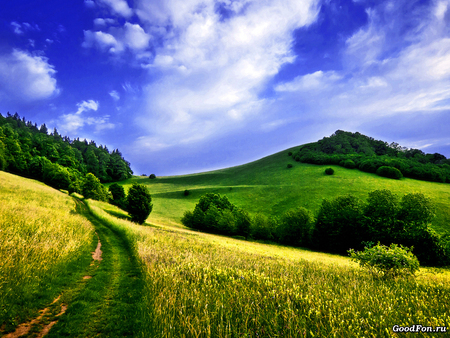 Landscape - field, tree, nature, grass