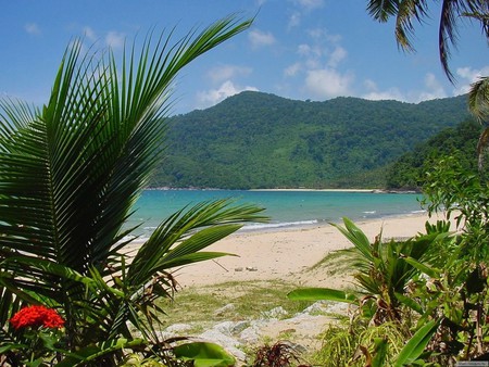 Beach - beach, tree, nature, grass