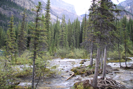 River & mountains in Banff Alberta National Park 51 - mountains, banff, forests, river, photography, trees, nature, green