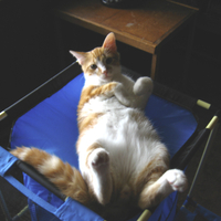 Belly Rub Please