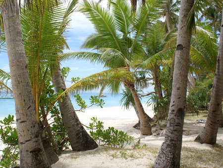 Island Paradise - calm, trees, water, blue, tranquil, sea, ocean, sand, palm, white, tropical