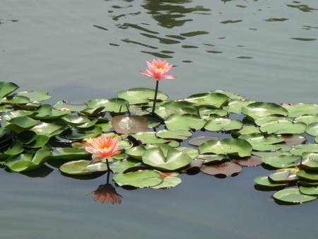 Lotus in west Lake - lotus, west lake, china, hangzhou