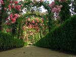 rose arch