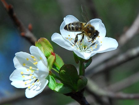 Bizzy Bee & Apple Blossoms - flowers, bees, nature, spring, apple blossoms